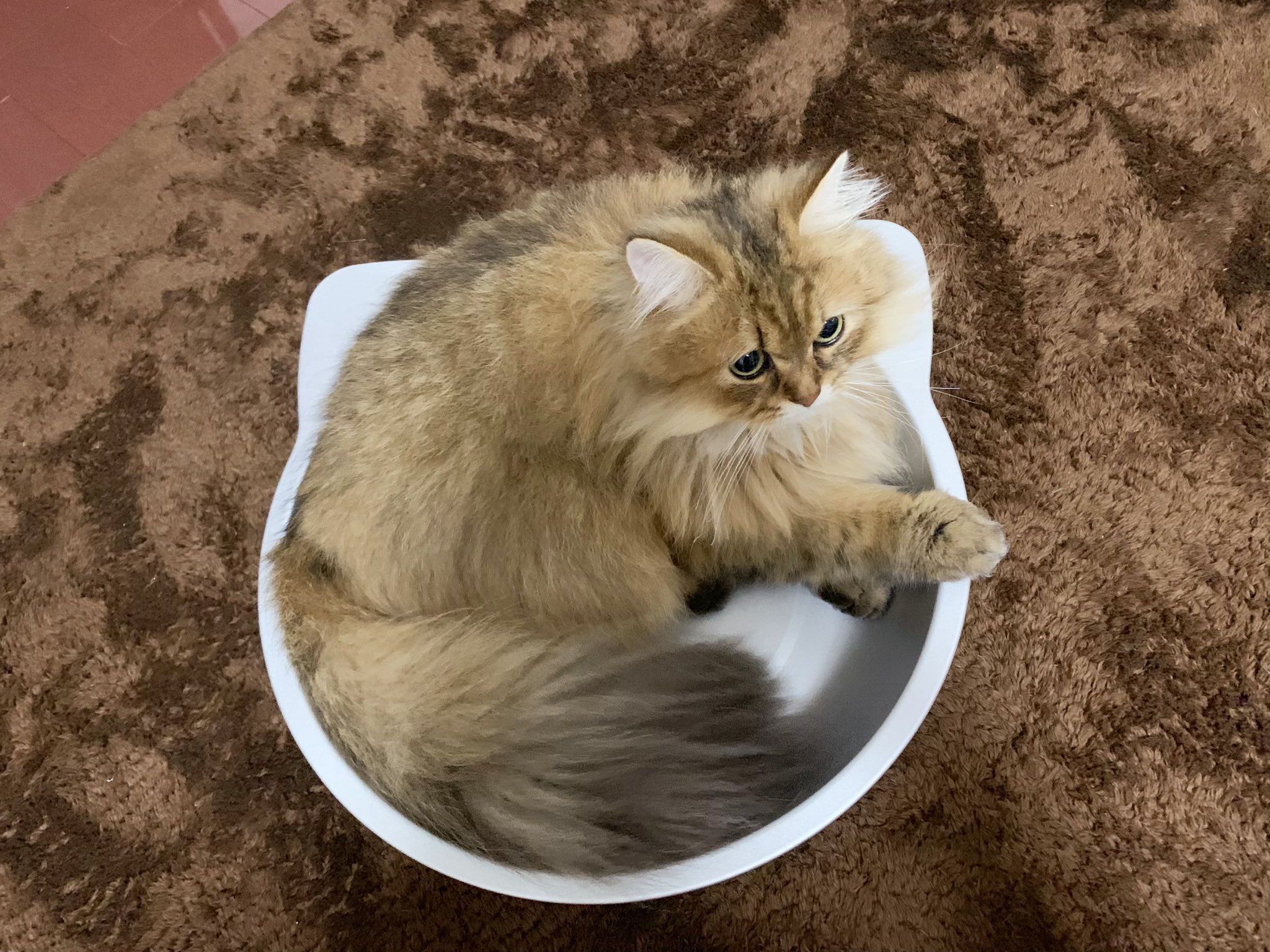 りっきゅん En Twitter 念願の猫鍋 2枚目強いwwww T Co Ol9vobu9fk Twitter りっきゅん En Twitter 念願の猫鍋 2枚目強いwwww T Co Ol9vobu9fk Twitter