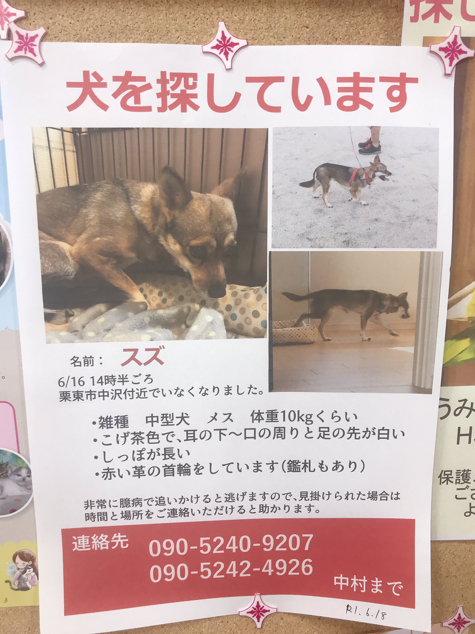 滋賀県 迷子猫探してます 滋賀県 栗東市 迷い犬 犬探してます アヤハディオに貼ってありました ご存知の方よろしくお願いいたします T Co Gdokcpqnfi Twitter