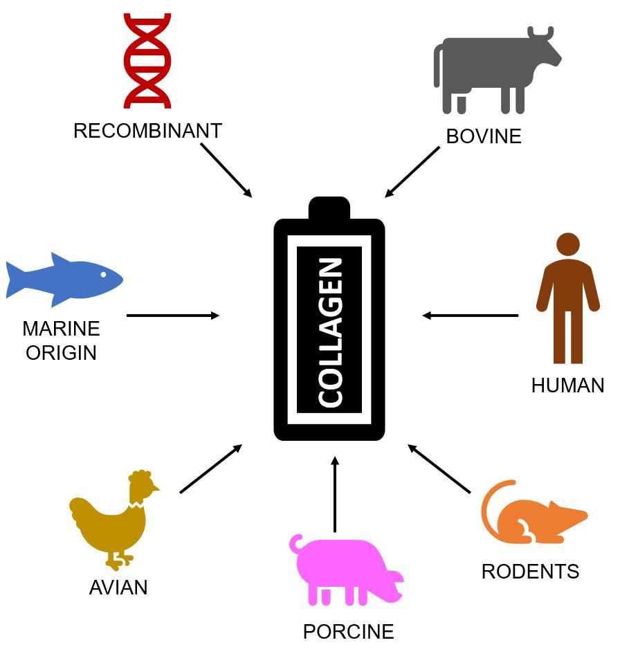 Bioeng_MDPI's tweet photo. A review of Sources of #Collagen for #Biomaterials in Skin Wound Healing.
From Evan Davison-Kotler, William S. Marshall and Elena García-Gareta  (St. Francis Xavier University &amp; The RAFT Institute @Raft_Institute)

https://t.co/tsOAFQANdS

#wound_healing #skin #regeneration https://t.co/TFWyLsV6yu