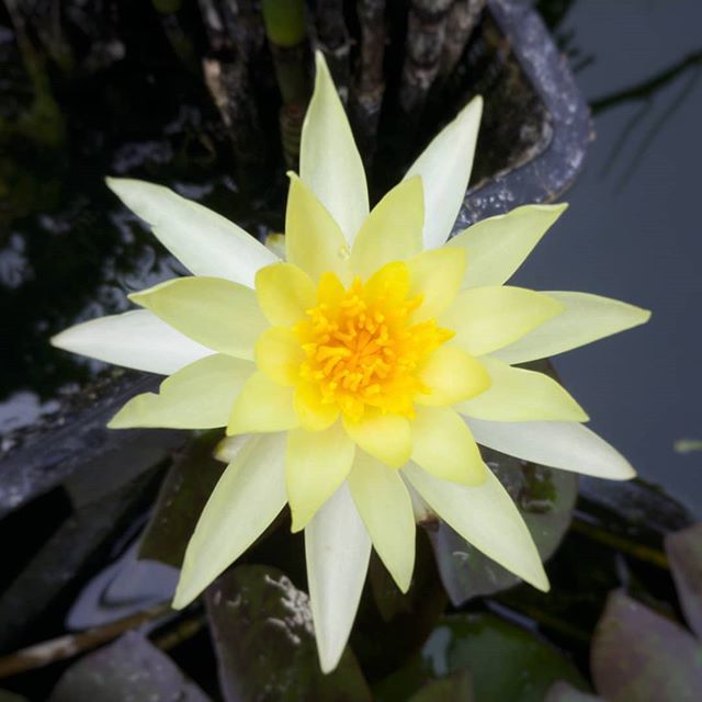 Supsnow_'s tweet photo. Lotus https://t.co/2qMWzqQKDZ https://t.co/vJMreLjzDY