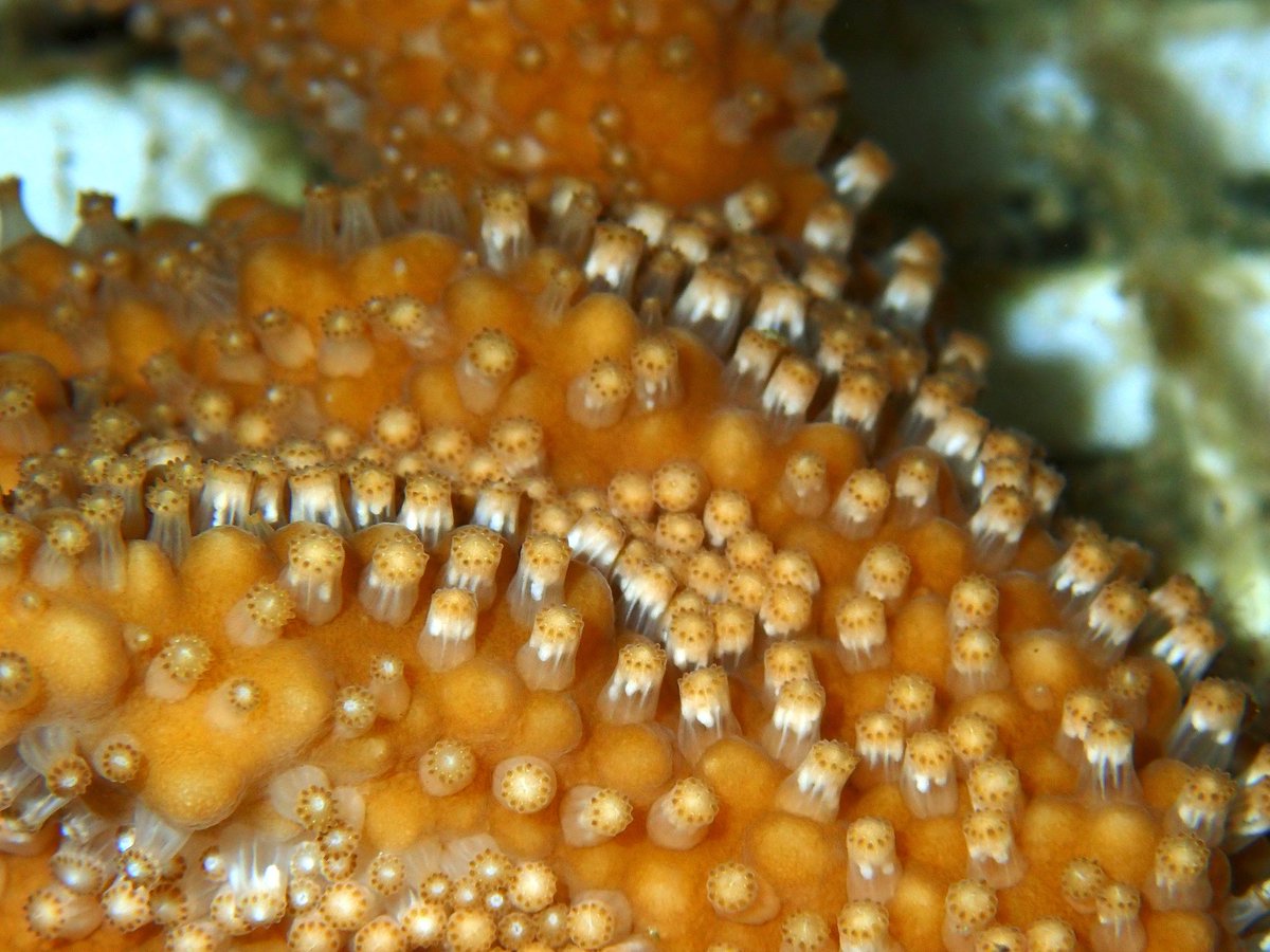 Shayle B Matsuda, Ph.D. tweet media