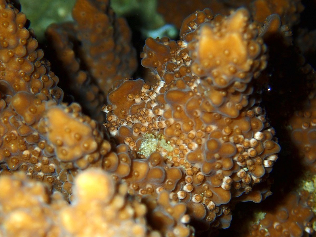 Shayle B Matsuda, Ph.D. tweet media