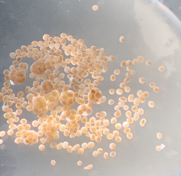 Shayle B Matsuda, Ph.D. tweet media