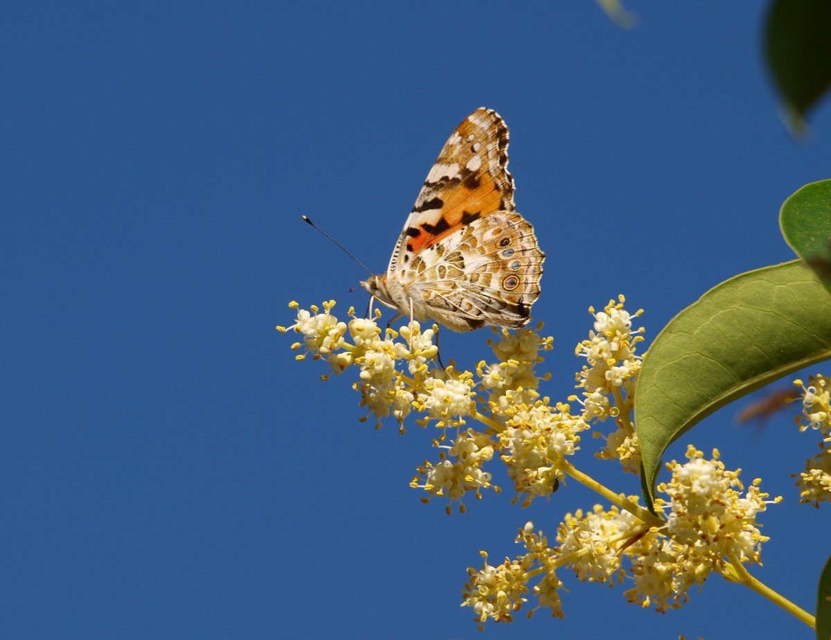 sobrino_antonio's tweet photo. Mi foto de hoy para La Vanessa Cardui estos días muy abundantes en #Picón  alrededor de la flor de los aligustres, deben de encontrarse en plena migración hacia el norte @AEMET_CLaMancha @ElTiempoCMM @meteocr @meteociudadreal https://t.co/9il4MjYAms