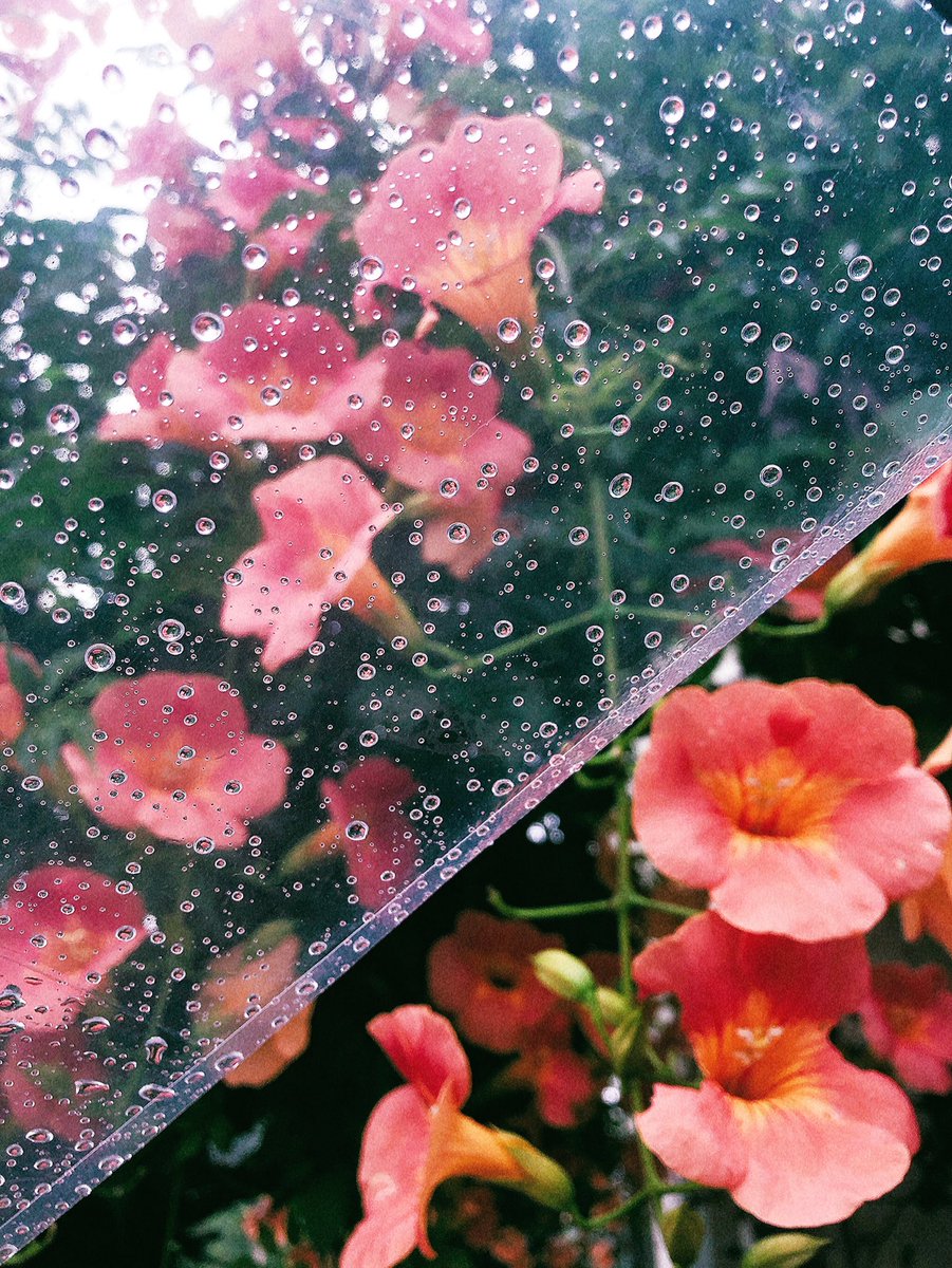 _uppn_'s tweet photo. 引きこもる休日に反省して雨だけど頑張って外でたら可愛いがたくさん見つかるもんで蚊に16箇所さされてました。私の写真の中に入り込んでいただける人ほしくなってきた、これはアイフォン写真だけど気分でレフ持ちます。散歩がてら可愛いを見つけてアッここって感じでよければDMください https://t.co/vBk2p2h3iP