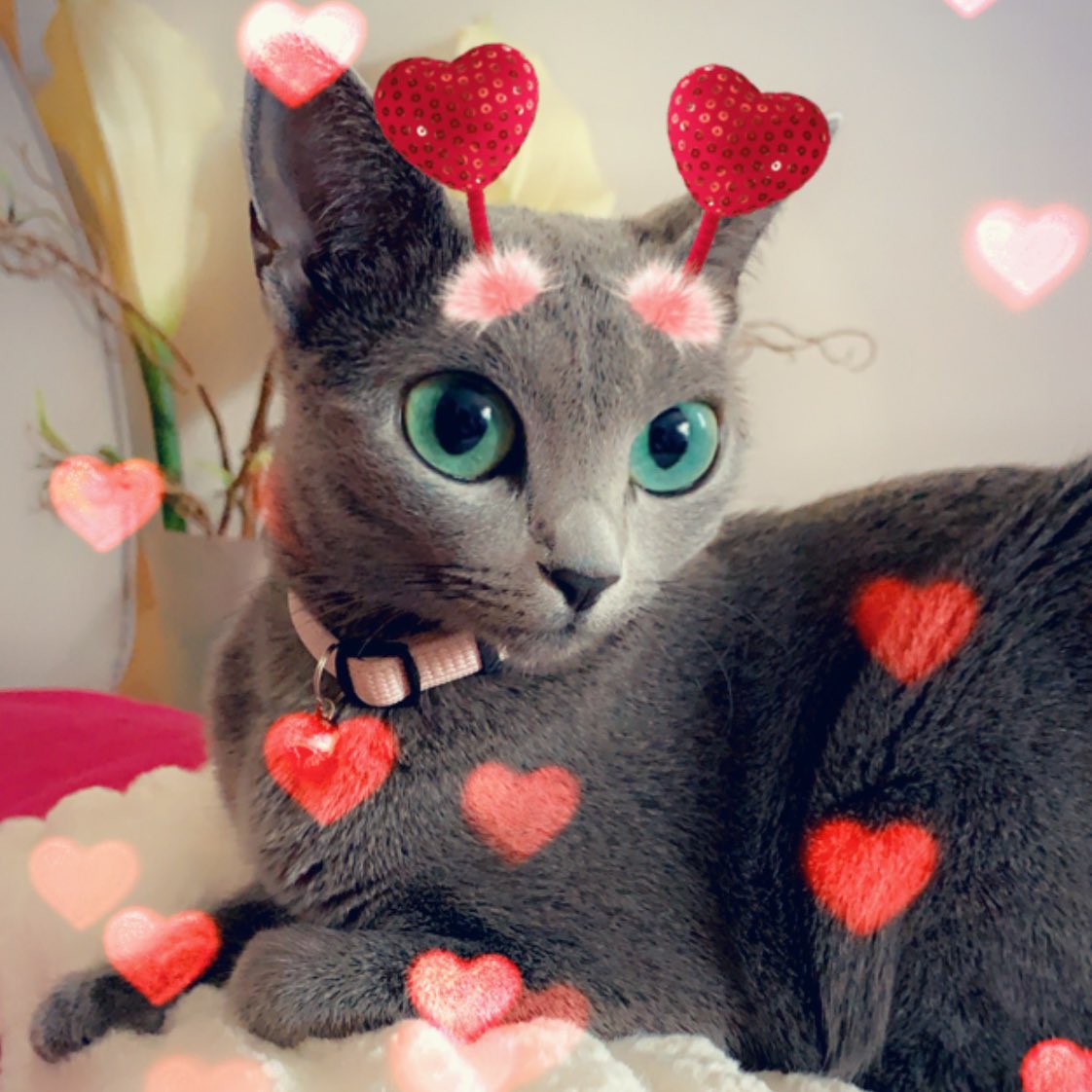 Cher Man Mjá tweet media