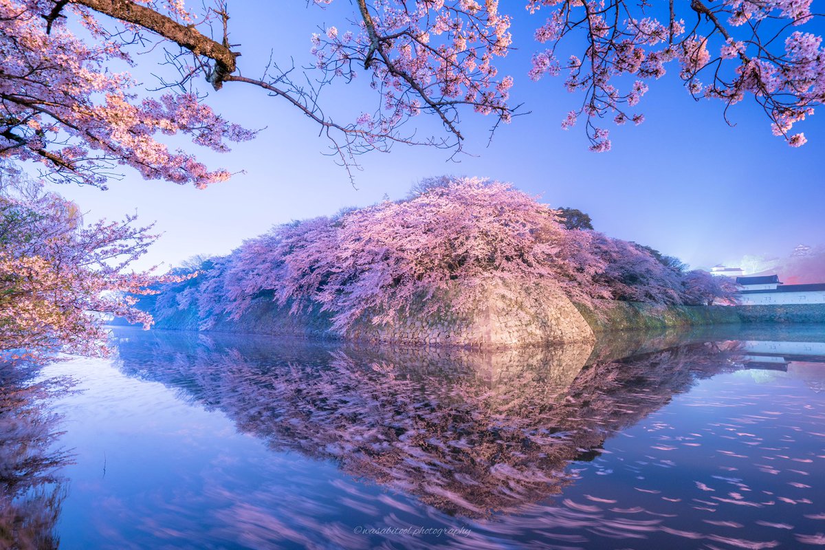 Wasabitool Twitterissa 私のしが推し 滋賀県の四季は美しい 春 深夜の彦根城と満開の桜 夏 びわ湖大花火大会 秋 石山寺紅葉ライトアップ 冬 メタセコイヤ並木の雪リフレクション