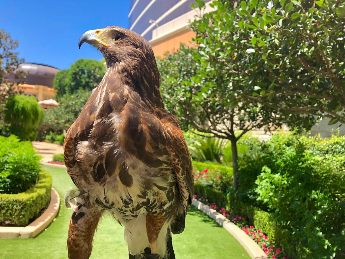 Las Vegas Locally On Twitter The Wynn Has Started Using