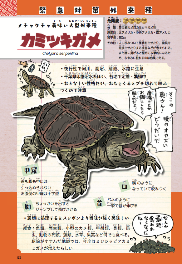 カミツキガメの駆除は素晴らしいんだけど、駆除が進んだ地域じゃ捕食者が減ったことで今度はミシシッピアカミミガメが増えたらしい。一度壊した生態系のバランスを取り戻す難しさよ…

#鉄腕DASH 
試し読みページ有ります➡️『侵略！… 