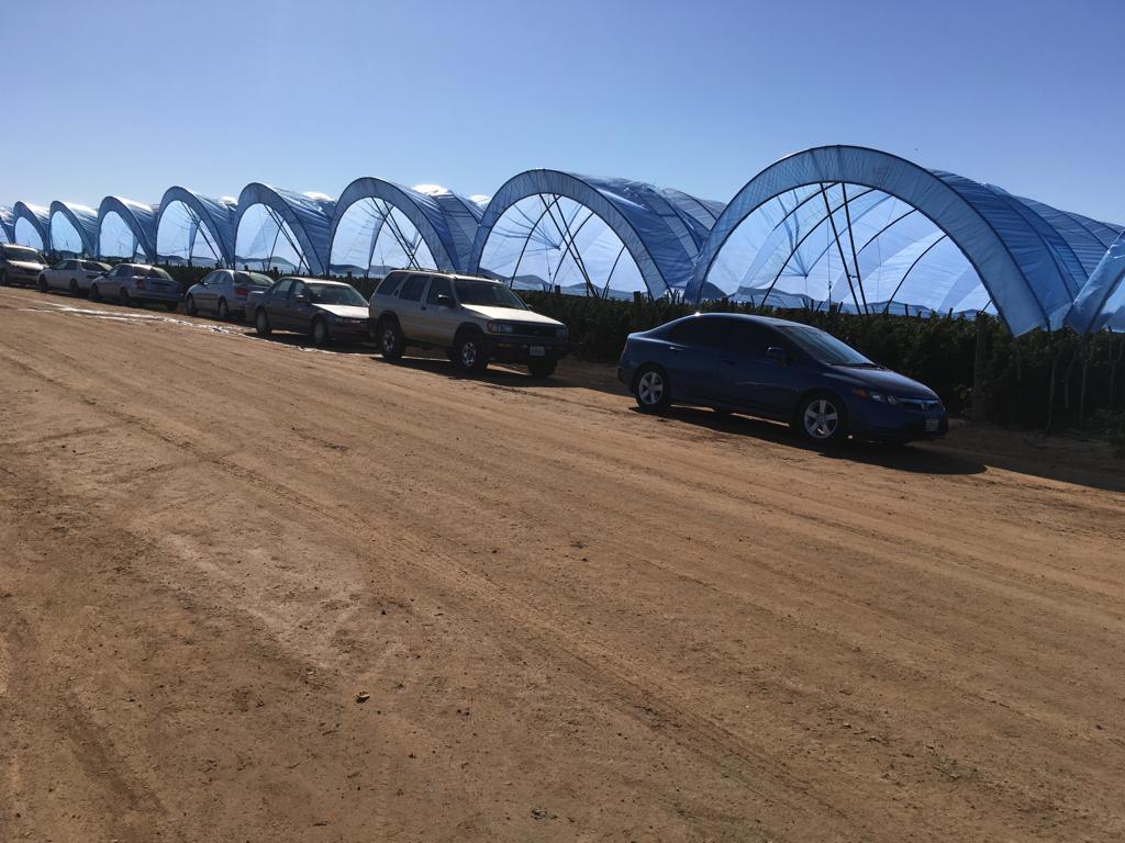 GinegarCover's tweet photo. Ginegar Smart Covers- Blue Tunnel Film are you looking to slow down production of your Raspberry? Our Blue Tunnel covers will allow you to slow down your production resulting in less spoiling of fruit and less labor cost! 
https://t.co/1sUtZtxmVa https://t.co/GecHCdyzZo