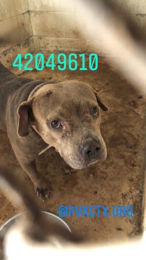 MoishesMom's tweet photo. 🚨🆘Another abused &amp; neglected Pibble to 💉at #Palm #Valley #Edinburg #Texas ☹️ To me, this pup is the poster pup for all betrayed, lost &amp; forgotten pups in the 🇺🇸 This will be our legacy: pups looking to humans taking their pics w/all hope, lost dying alone 👇🏻☹️rescue@pvactx.org https://t.co/10QhhRyD13