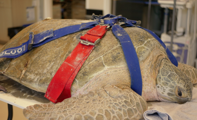 SeaChange33477's tweet photo. .@A_W_Global @CICTMAR @bulgood New Patient! Galapagos was found floating off the Jupiter Inlet by jet skiers. They assisted our rehab team with the rescue! Galapagos has an old boat strike injury as well as a fresh one. Keep up with him at https://t.co/KPRO6r2mKu https://t.co/o7P19TnJDW