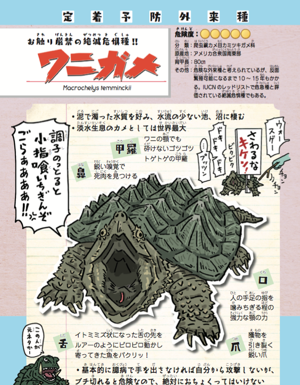 ワニガメにしろ
カミツキにしろ
アカミミにしろ

捨てられた異国の地で必死に生き抜こうとしてるだけなんだよな。結局、この国に持ち込んで捨てた人間って生き物が一番危険で厄介。

#鉄腕DASH
そんな人間の業がたっぷり詰まった『侵略… 