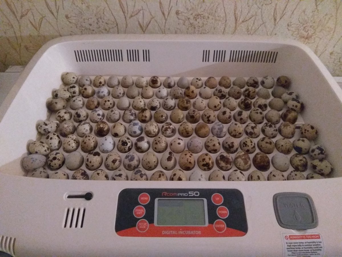 oldafojtik's tweet image. Ze života vesničana:
Křepelka japonská, z hlediska užitkovosti jedno z nejúžasnějších zvířat.
Je vylíhlá již za 16-18 dní, šest týdnů po vylíhnutí začíná snášet, v plné snášce máte vajíčko každý den a přitom zbaští jen zhruba kilo krmení za měsíc.
#vesničanOlda