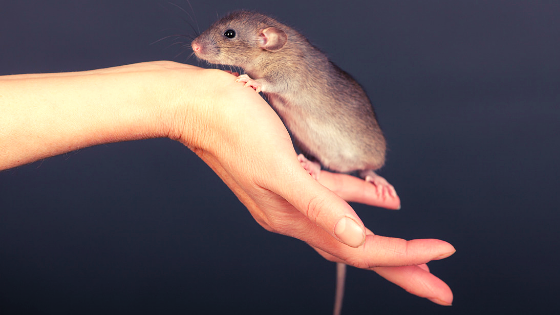 inspiringmompre's tweet image. Ready to start your own pest control company? 
Follow these 6 steps. 
inspiringmompreneurs.com/how-to-start-a…
#howtostartapestcontrolcompany #pestcontrolsoftware #pocomos #sponsored #entrepreneurship