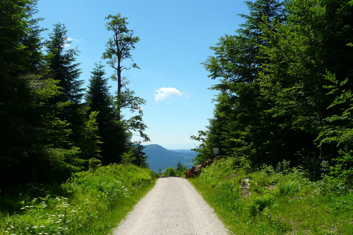 Mister_Poetry's tweet photo. ... tagelang kann man hier wandern, ohne jemandem zu begegnen ... #Waldesruh #Schwarzwald https://t.co/bB8WA2MsWs