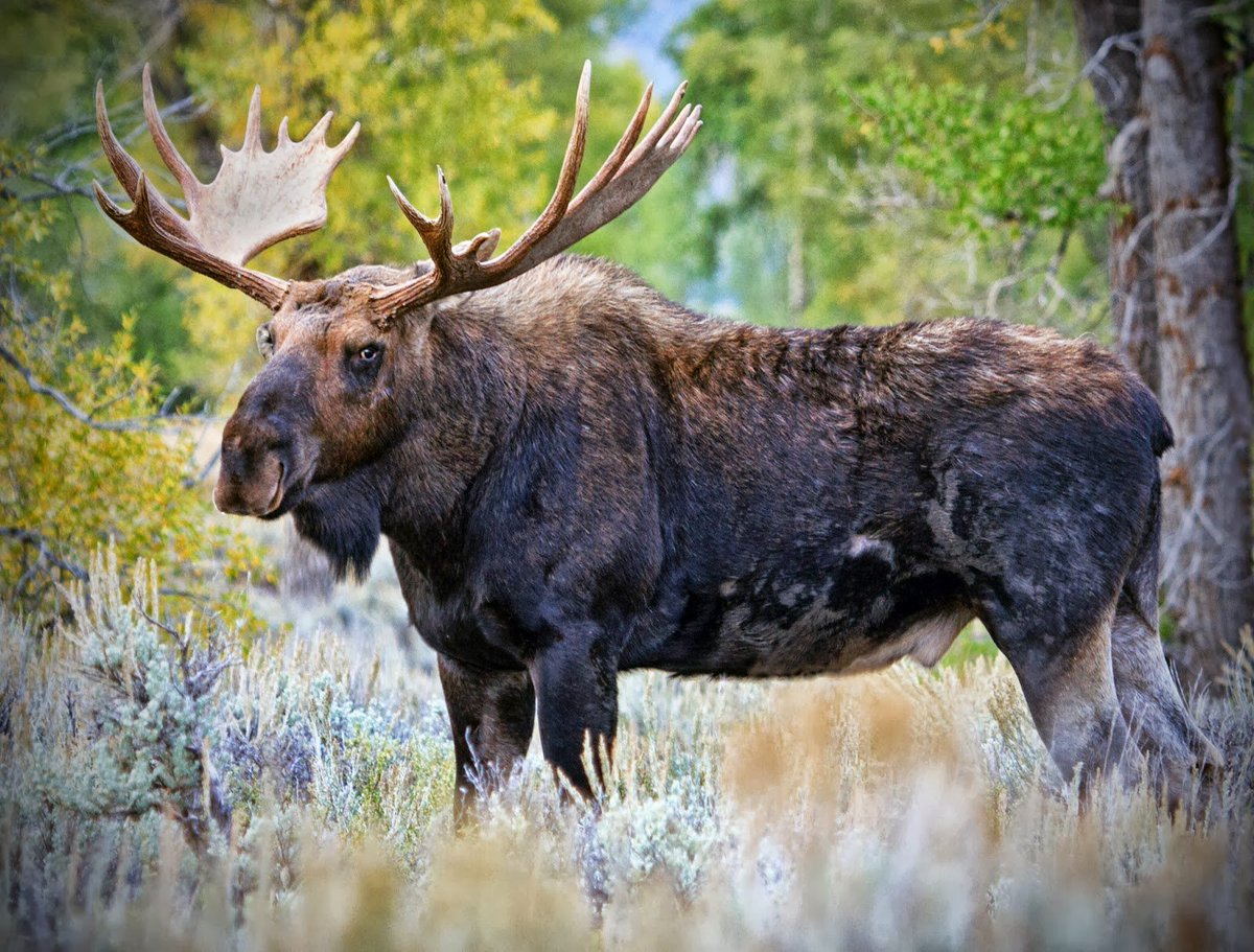 教えてサーバルちゃん Twitterissa ヘラジカ ヘラジカはもともとすっごい大きい動物で体長2m 3m 角も2m以上で鹿 の中でも一番おっきい最強の鹿なんだって しかも時速50kmで走って 泳ぐことができるんだよ ヘラジカすっごーい 私も泳げるようになりたい
