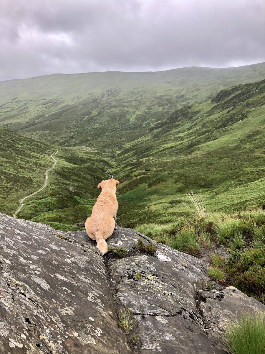 Clairebee26's tweet image. Loved our walk up Ben Venue this morning 💜 beautiful Scotland #benvenue #georgeandloulou #cutedogsoftwitter #scotland
