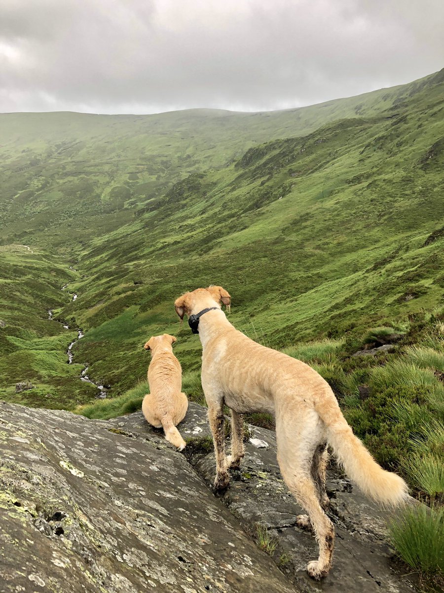 Clairebee26's tweet image. Loved our walk up Ben Venue this morning 💜 beautiful Scotland #benvenue #georgeandloulou #cutedogsoftwitter #scotland