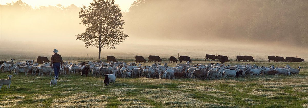 Is White Oak Pasture's (WOP) an example of regenerative grazing perfection? Or just another example of exaggerated claims with paid-for 'scientific' results? https://www.whiteoakpastures.com/ Here's the full story not being told and a THREAD worth sharing for those promoting WOP. (1/10)