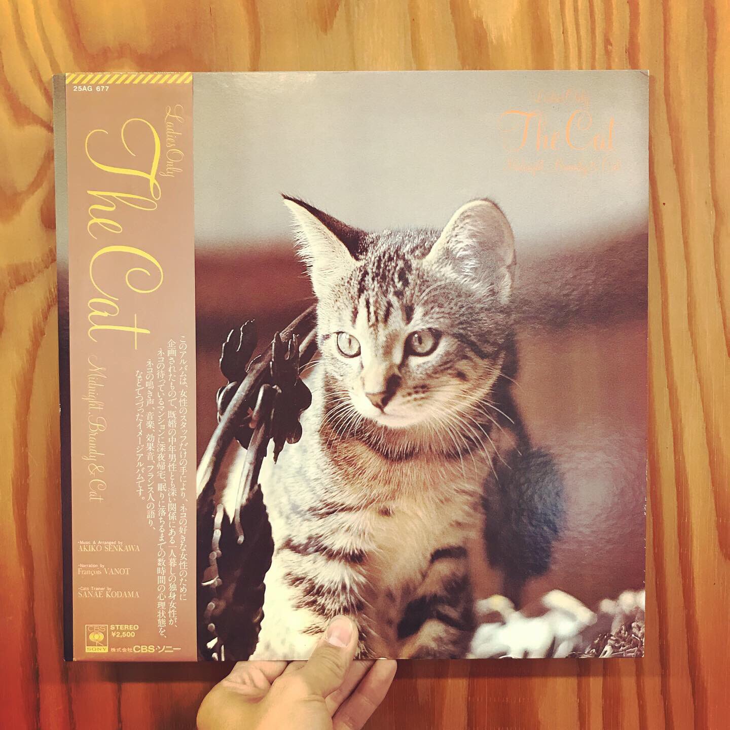 ねこ ねこに転生したおじさん てぷちゃん 等身大ぬいぐるみ｜タカラ