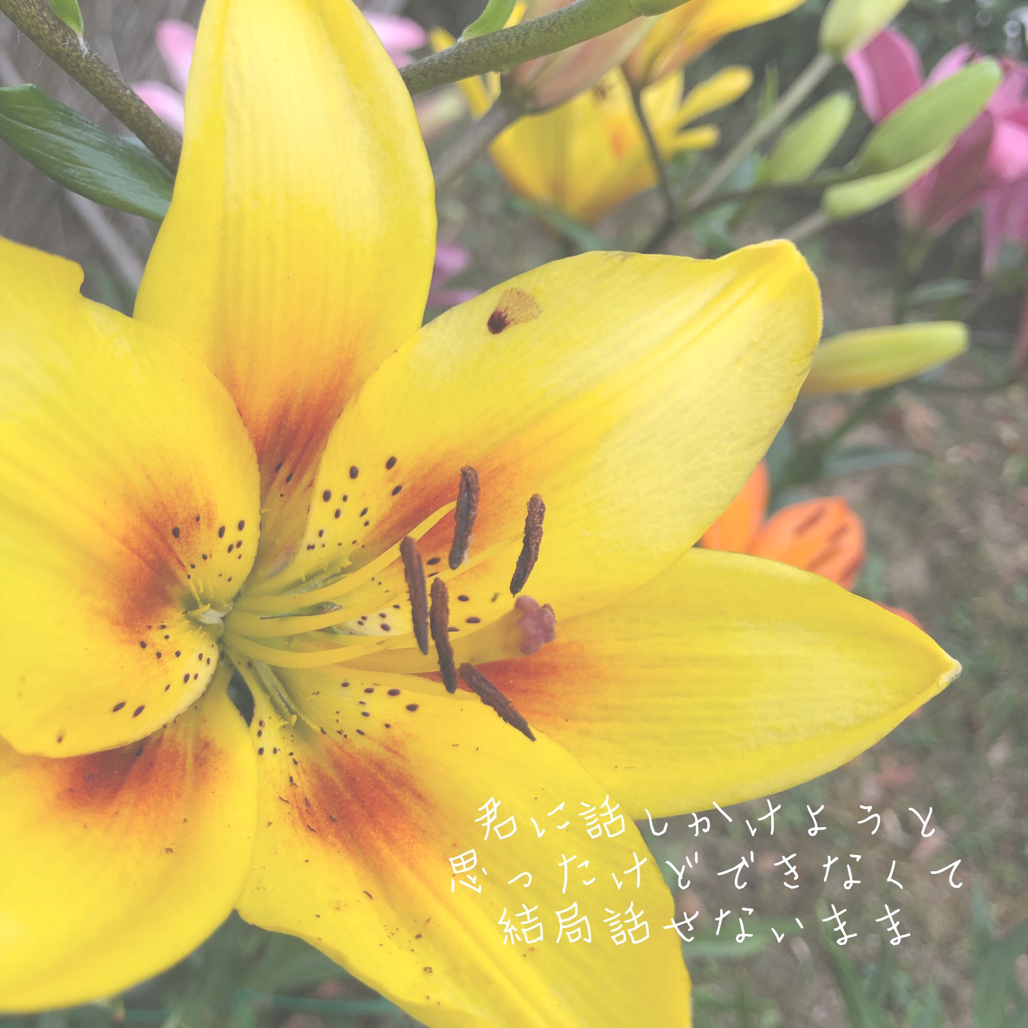 Flower Flower Natsu Twitter