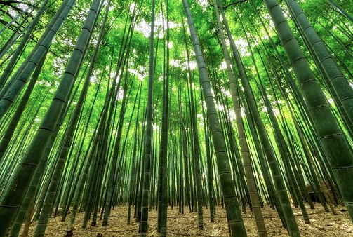 2020 Financial Year is about to commence, how financially resilient do you wish to be by June 30 2020? As strong as the Bamboo or flimsy as a twig #wealthieryou #livefinanciallyconfident #2020resilience
