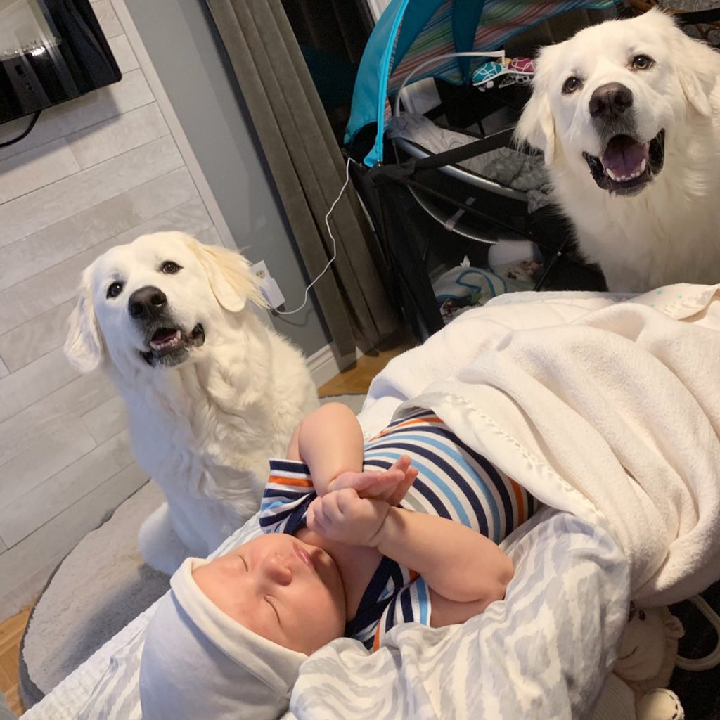 CourtneySnow222's tweet photo. Safest baby in the world 🐾🌙💕💫

#greatpyrenees #babyboy #lgd https://t.co/9jbezpJiFi