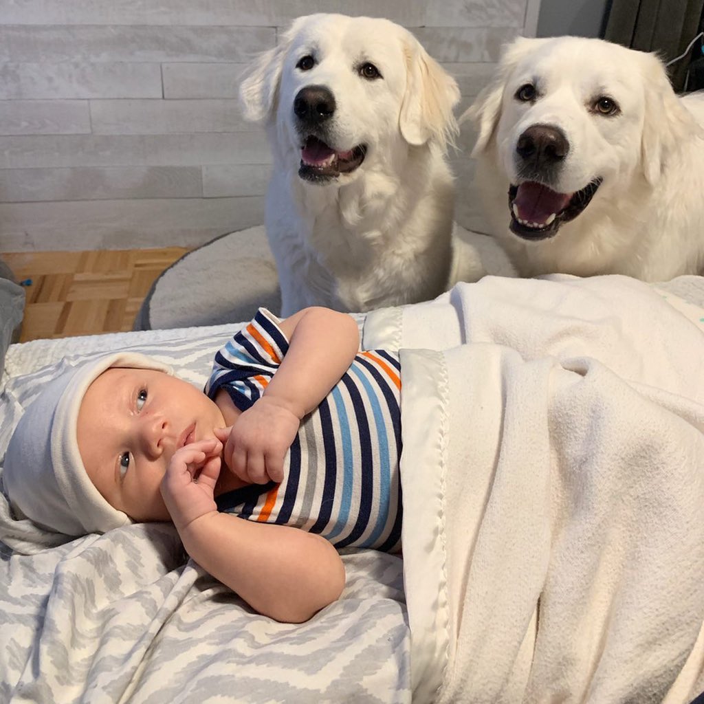 CourtneySnow222's tweet photo. Safest baby in the world 🐾🌙💕💫

#greatpyrenees #babyboy #lgd https://t.co/9jbezpJiFi