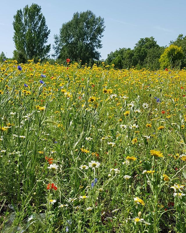 I'm spending this sunny weekend relaxing under the perfect shady tree, after a productive but exhausting week, andllowing myself to enjoy the feeling of a number of things starting to come together. Let's celebrate those wins, big or small. What little w… ift.tt/2NmeyMr
