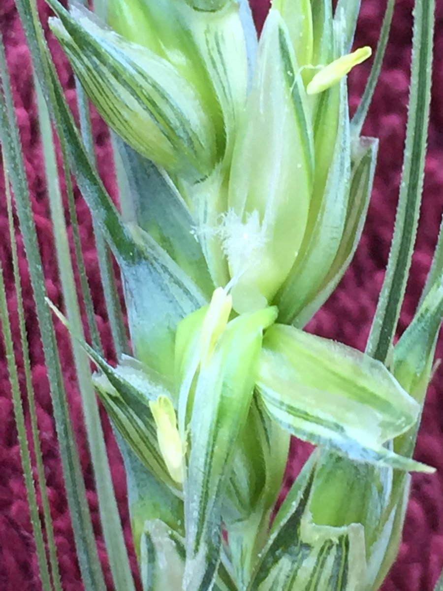 Some excellent FHB fungicide timing from <a href="/Bayer4CropsCA/">Crop Science Canada</a> Another check in field bc of varietal differences is to check middle glumes for anther colour. Lime green indicates a few days yet. Change to yellow indicates roughly 24hrs and those anthers will spring out.
