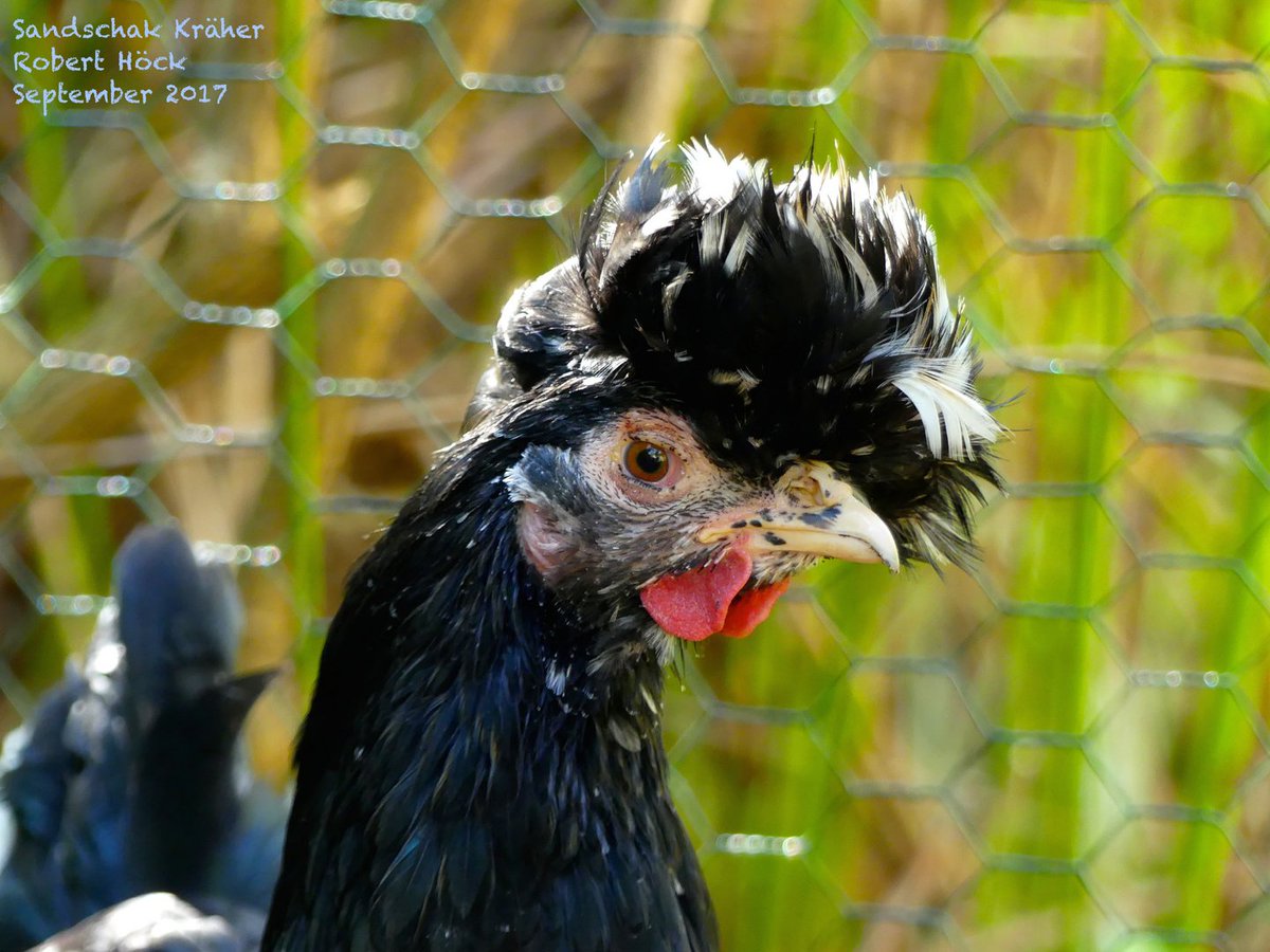 Sandschak's sind einfach #cool. Vom #Elvis bis zum Wischmopp gibts hier alles. Ich hoffe, dass es dieses Jahr noch mit den Bruteiern dieser tollen #Rasse klappt. Toll für #Selbstversorger!
#garten #chicken