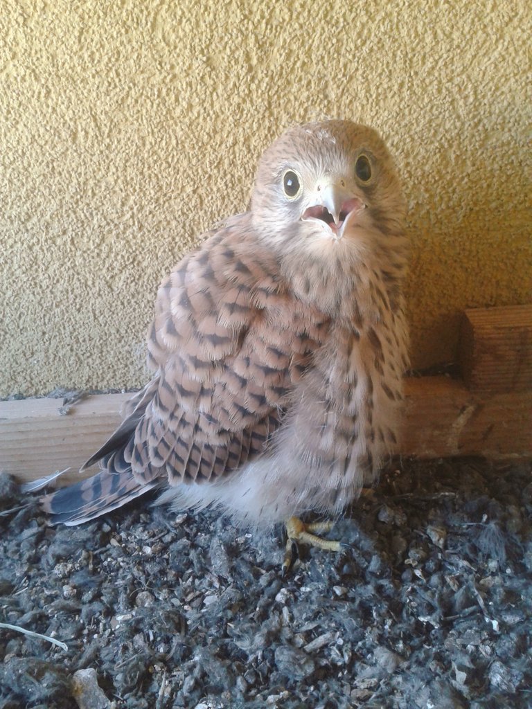 BreeJodee's tweet photo. Již brzy už vylétnou :-) https://t.co/aTMYf8F4Kd