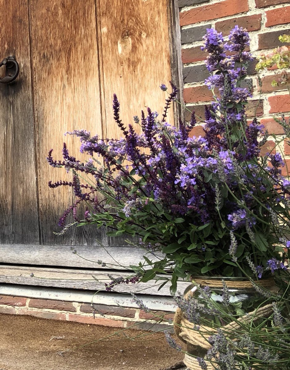 nettlespetals's tweet photo. Salvia and nepeta collected from the garden for large glass jar arrangements by the front door. This was for a large event in the garden at the weekend. #simpleflowers #flowersfromthegarden https://t.co/PfE7NAVnjo