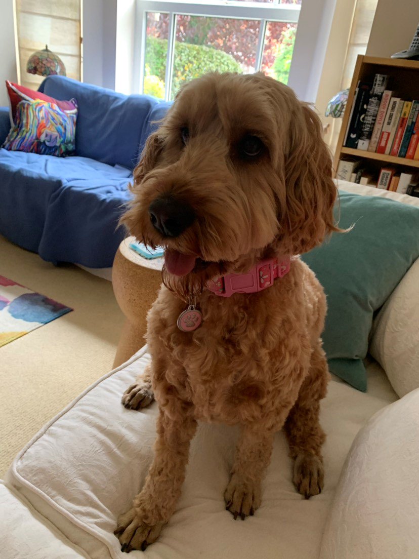 WorldOfCrumble's tweet photo. ...you will have been worrying about me I know. Thank you for all your support. So as not to leave you hanging, a health update, I no longer have poorly toes, I am LOVELY. Thank you. Everyone back to your jobs x https://t.co/FZCc27q3CA