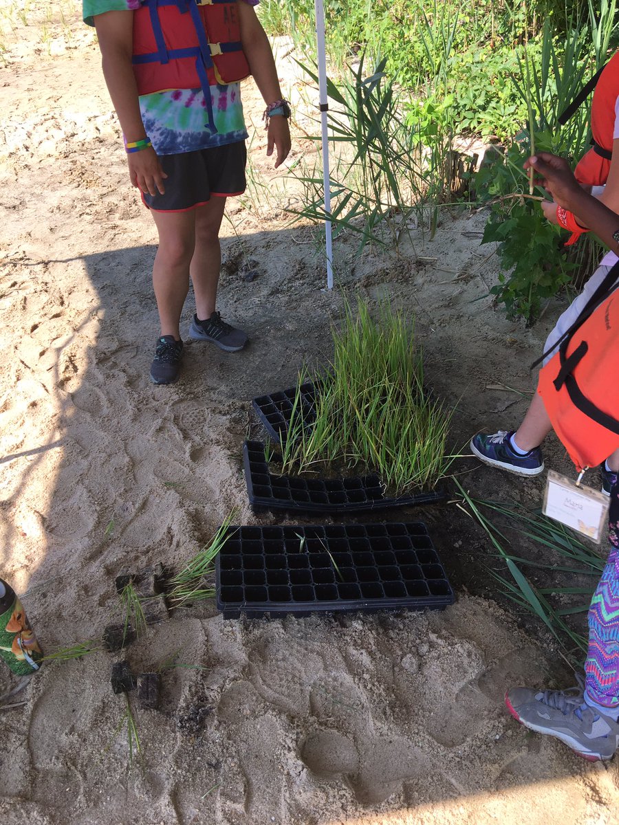 Lions &amp; Tigers &amp; Bears, No Way! Our Title I students spent 5 days learning, exploring, and having fun at Title I DiscoveryMe. Ss planted cord grasses to save the shoreline.  <a href="/TitleIAACPS/">Title I AACPS</a> <a href="/AACountySchools/">AACPS</a> <a href="/AEchoEnvEdAACPS/">Arlington Echo Outdoor Education Center 🌳</a> #AACPSAwesomeSummer