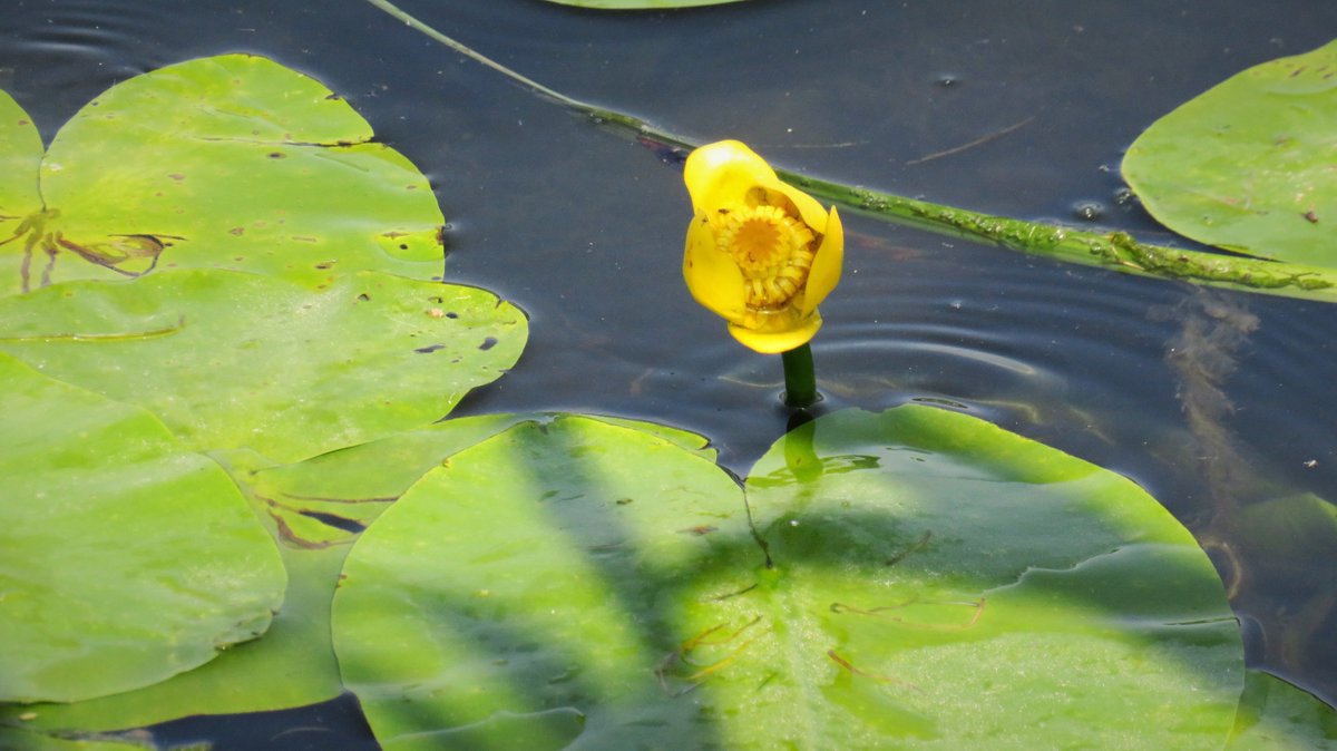 inja5248's tweet photo. bloeiende #plomp en #waterlelies
in de #Maasvallei_Osen #LimburgsLandschap 🍀
@FLORONNederland
@VroegeVogels
@FloraNederland
@MaasinBeeld https://t.co/Zf6OWjRbQZ