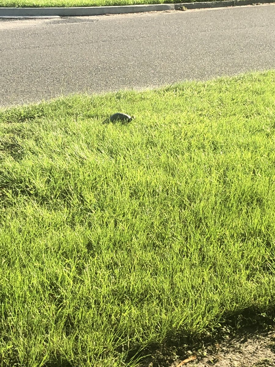 NotACSlater's tweet photo. Helped a turtle get out of the street in @NOLACityPark this morning. https://t.co/eC6cyHL4VV
