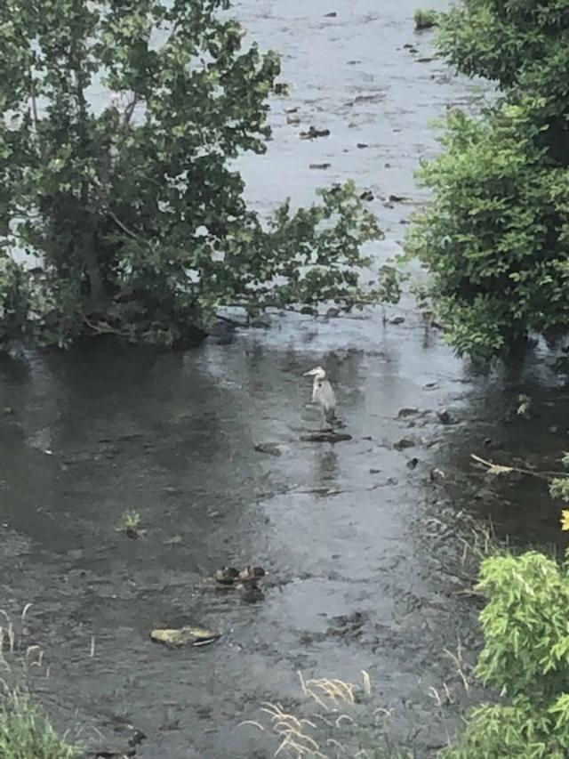 DavidJLaviola's tweet photo. Good weekend for wildlife..... unfortunately the Skunk was in the back yard!!  The Crane, Muskrat and Raccoon were at Hoover Dam. https://t.co/Eaq23fepjU