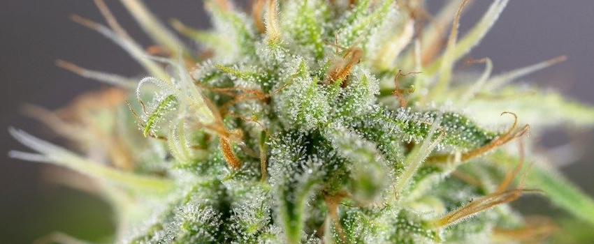 cana_kush's tweet photo. #WhiteFireOG prefers a warm setting, so be sure to provide an optimized environment when growing it indoors. This strain takes around 9 to 10 weeks to flower and become ready for a generous harvest https://t.co/HVgc7Y8nue #canakush #cannabis #Ilovekush https://t.co/QzEEVRjykP