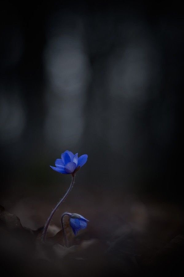 1ThePaleHorse's tweet photo. As I lay among the night blooms,
Inhaling midnights scents,
The otherworldly perfumes,
Threw down the mundane fence. https://t.co/zjIwYi4uoB