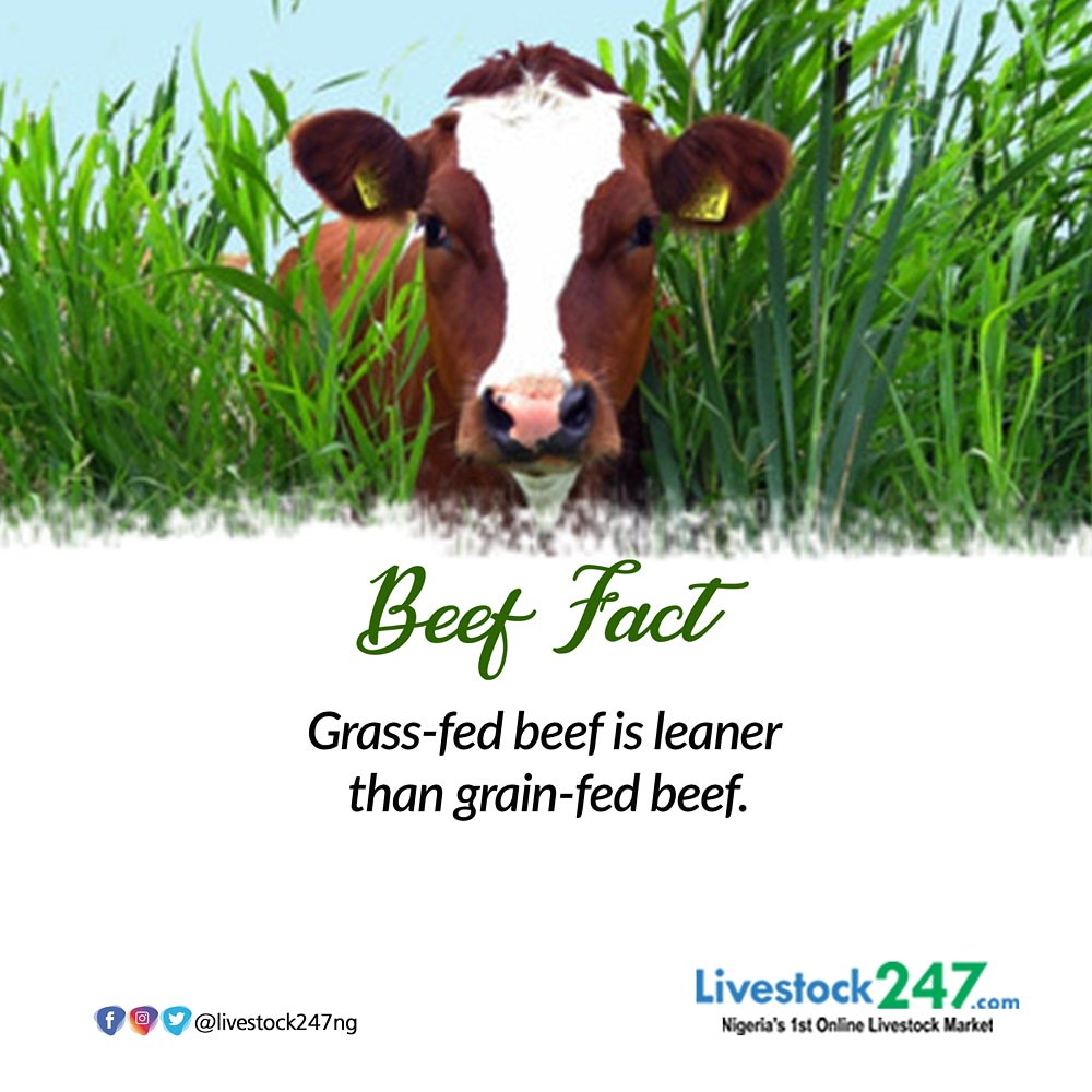 livestock247ng's tweet photo. Beef Fact:-
Grass-fed is leaner than grain-fed beef.
#livestockng #livestock247 #livestocknigeria #livestock #beef #beeffact #fact #meat #cowhide #cow #sheep #goats #agritech #animals #agriculture #farm #farming #farmers https://t.co/pQD2mKVpQ4
