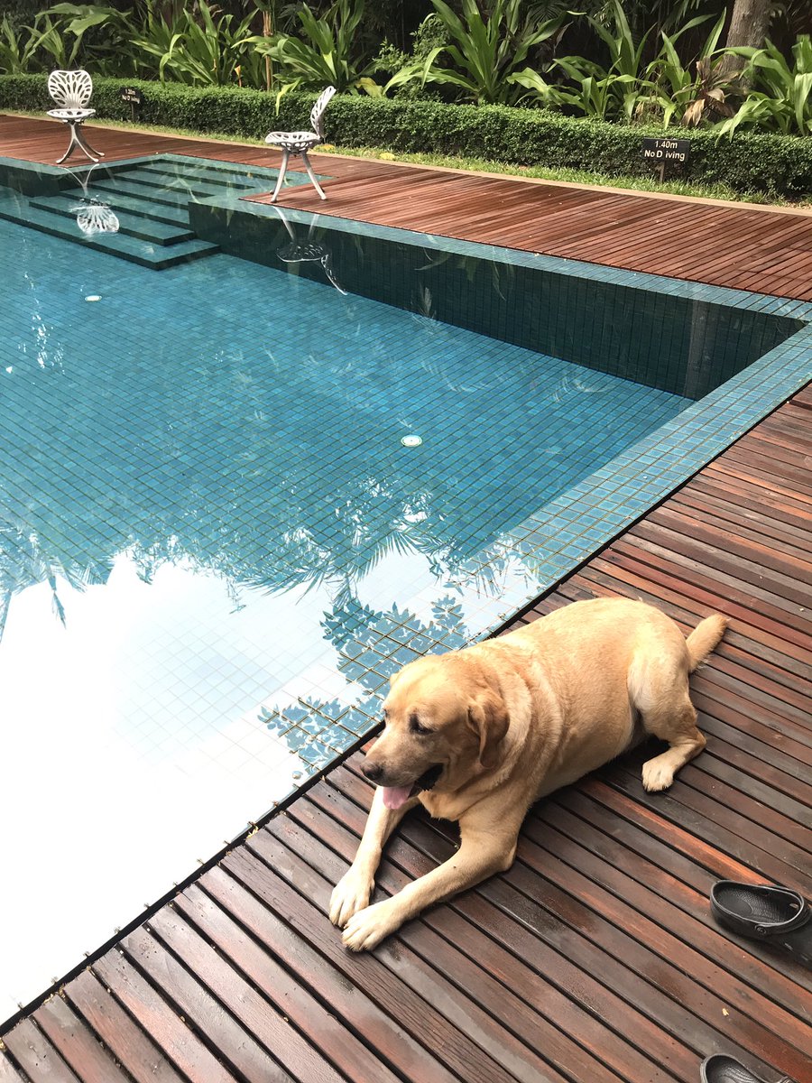 Morning from Mr. Mark 🐶