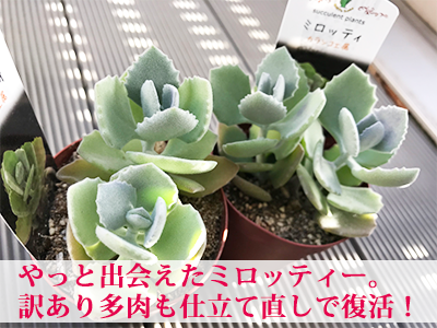 はなのあ 水やり男子 Hananoa Style Twitter