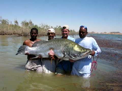 James Hall What Is Africa S Largest Fish It S The Nile Perch Which Can Grow Nearly 2 Metres In Length Sadly There S Bad News It S Been Introduced To Africa S Other Waters