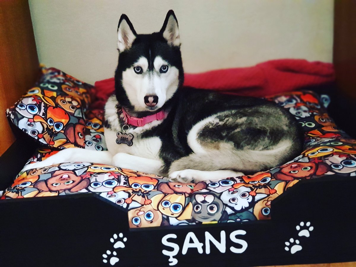 19o7irva53's tweet image. Evlatlarım benim.. 💙

#Şans #Lufi #Venüs