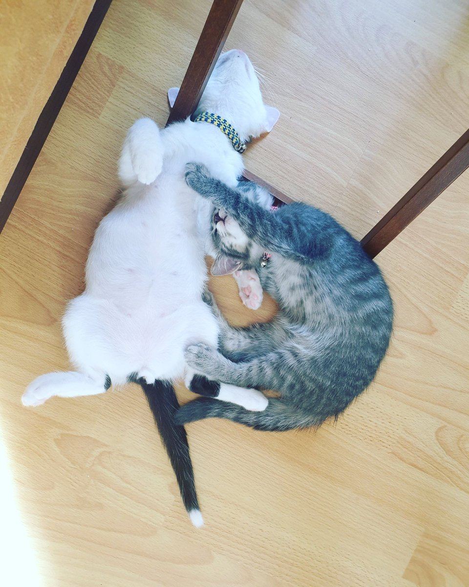 19o7irva53's tweet image. Evlatlarım benim.. 💙

#Şans #Lufi #Venüs