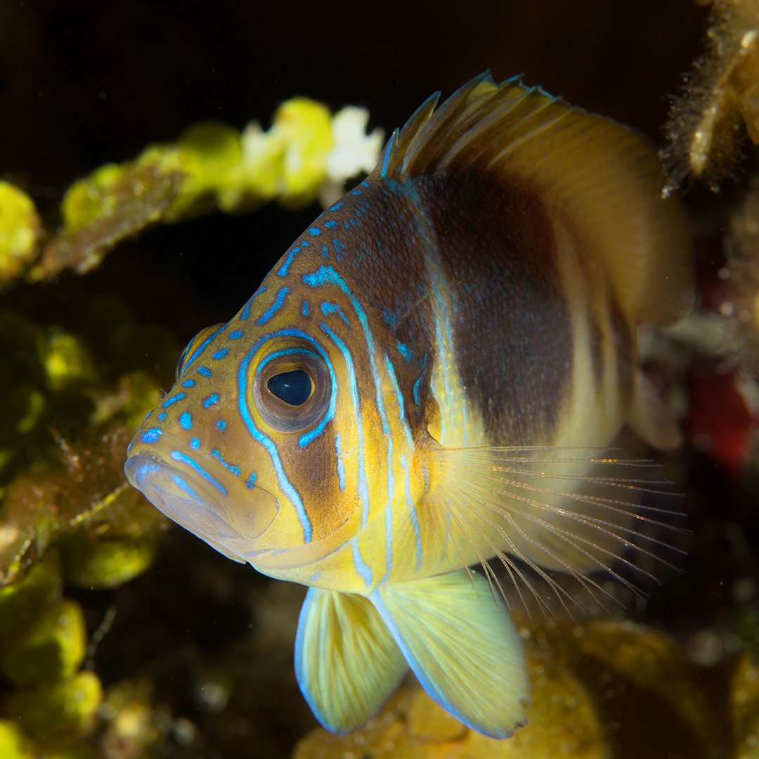 underwaterspot's tweet photo. Barred Hamlets are hermaphrodites and take turns passing off eggs to each other for fertilization! They form monogamous pairs and meet every night at the same spot on the reef to spawn. Look at the beautiful markings on this one, it did its makeup before our photoshoot 😉 #scuba https://t.co/0KZwz9kCxj