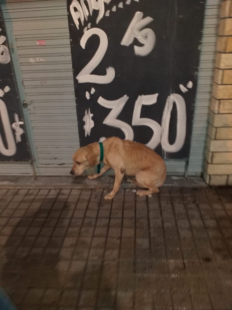 brisa_magali0's tweet photo. Esta perdido por santos vega al 7200 villa bosch, Plaza manzanares esta muy asustado y triste por favor difundan😭😭😭😭 https://t.co/mpnu1Ku2x6