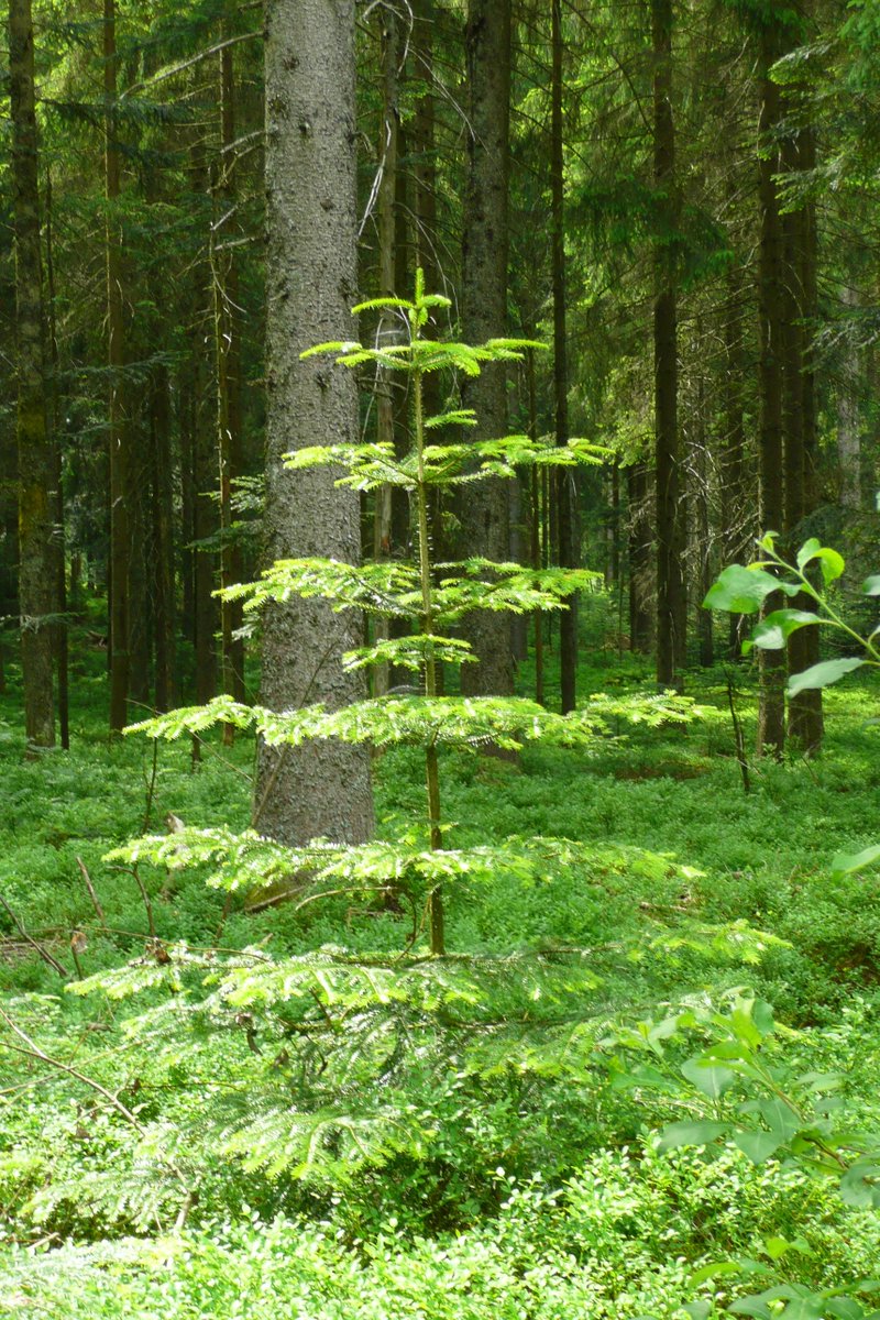 Mister_Poetry's tweet photo. Da wandert man bei Bullenhitze durch den #Schwarzwald und wird plötzlich an Weihachten erinnert! #Mein_nächster_Christbaum https://t.co/WzGmZSbwrD